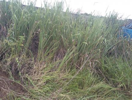 Antes/ limpeza de terreno